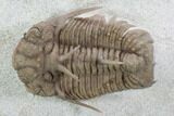 Exotic Hoplolichoides Trilobite - Russia #99203-2